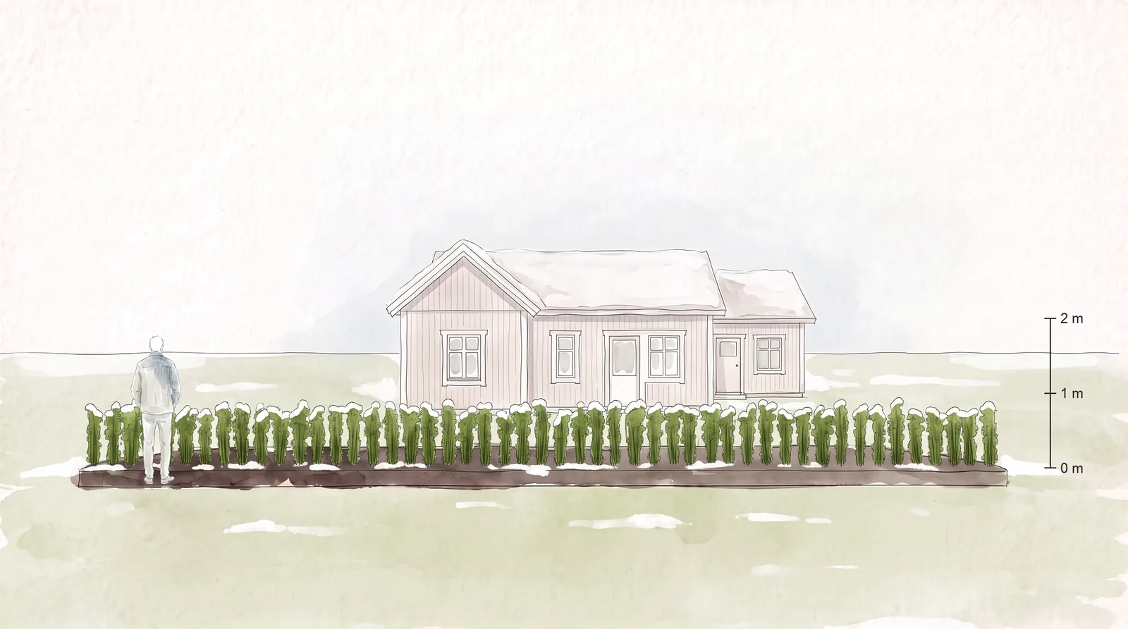 Bambu (Fargesia, icke-spridande) vid plantering, vinter.