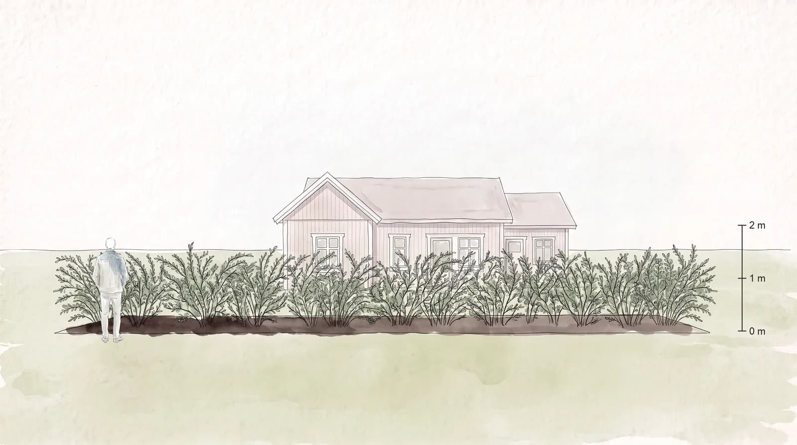 Friväxande häck av norskspirea på sommaren framför ett hus, med en person bredvid som skala.